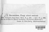 Image of Volutella rusci